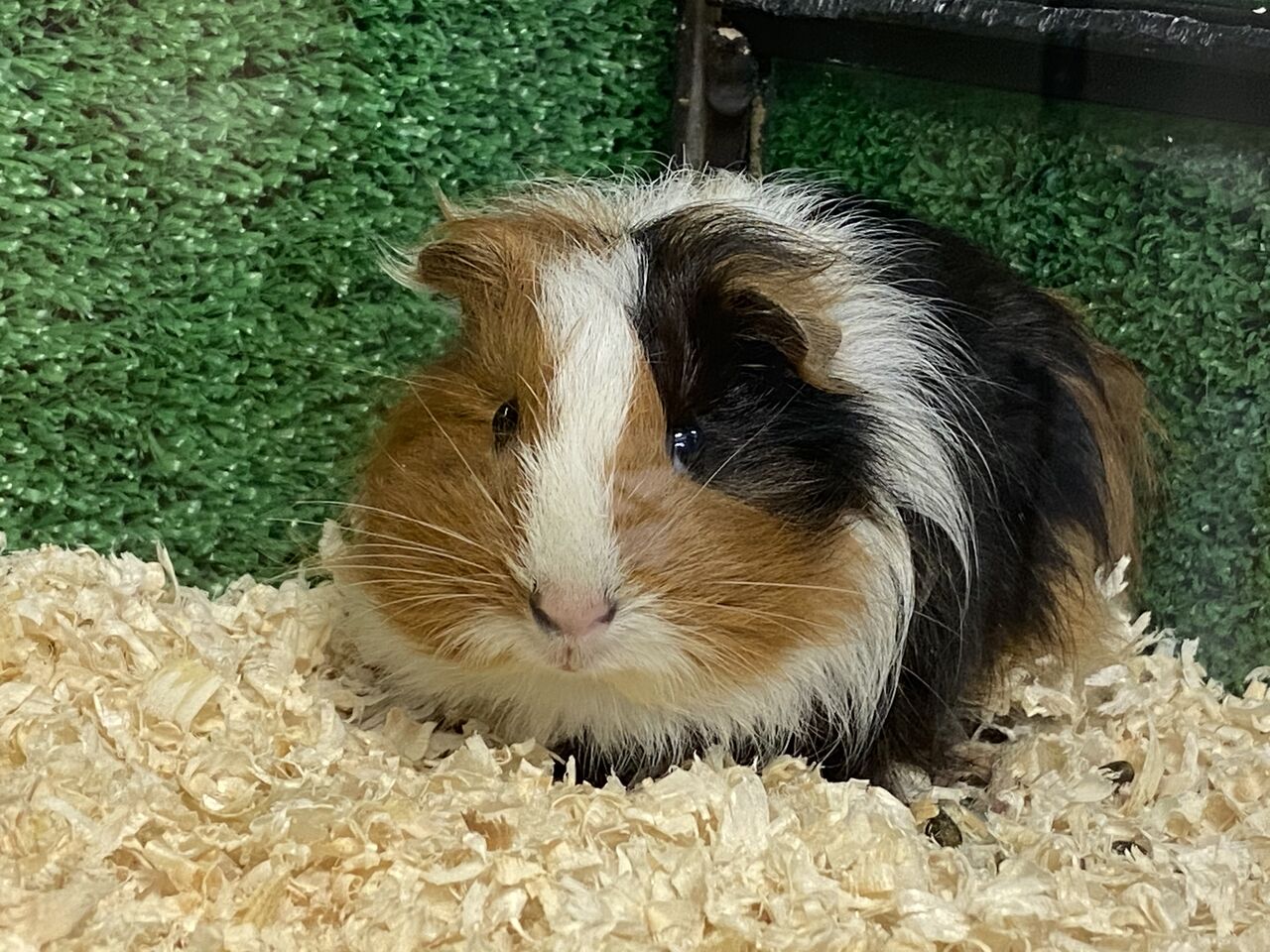 スムースモルモット ペットショップ松浦のスタッフブログ