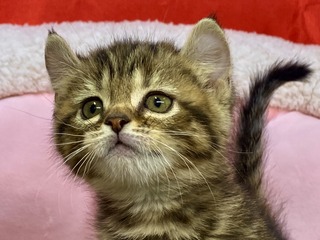 2AFB03A8-8B65-4525-A433-F7E83D6110F2