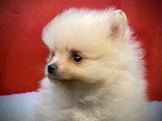 97AB95D6-A8EF-47FA-9039-24CA31A86885