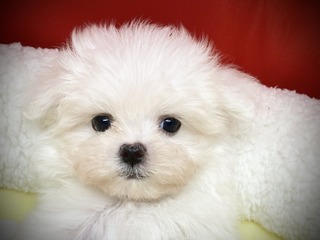 435619C5-8236-4C99-A610-16A14E79D12C