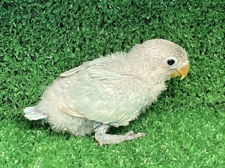 E5CCF1F3-D3E7-46A4-97ED-AF2FF7971C7C