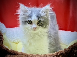 1DEE0685-3A6B-4473-A211-7471C9650441