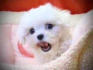 F5E0DC10-98BD-4843-919C-1857ACC7F1EA