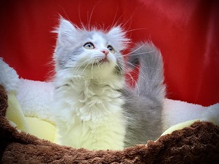 51CDF8E4-447C-4D8C-AB7D-1564F056813E