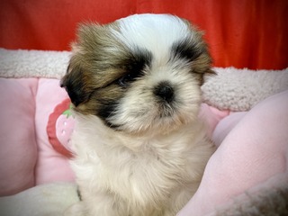 62458A1D-72F4-4DE8-9061-CF287B99D892