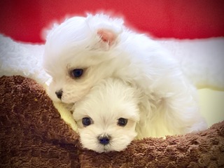 CC8A626A-5857-4B5B-B2EB-72CF921BE7C4