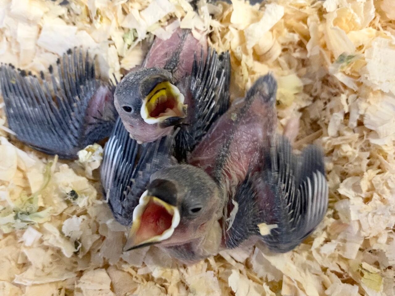 手のり桜文鳥 ペットショップ松浦のスタッフブログ