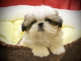 93AF1541-809D-40E3-8523-7FE5CAA2B35C