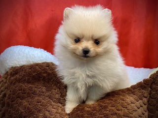 CFE279CC-EBD0-4052-88BB-D5A3C3B27519