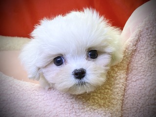 19BC2361-5303-45E2-8C5E-099B839BD00C