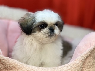 FDC177DB-AFAA-415D-ABA8-783FD8EF0856