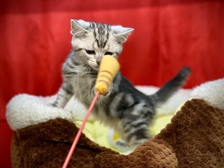 9A40C2D4-0156-40F2-B1AB-E6EAD54A00A3