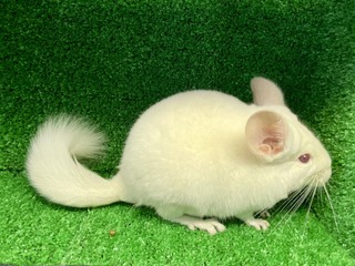 118DDE42-C3C4-4F1A-870E-A00C8800585A