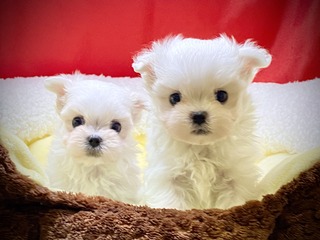 03239C09-78FE-4028-950F-57015553D473