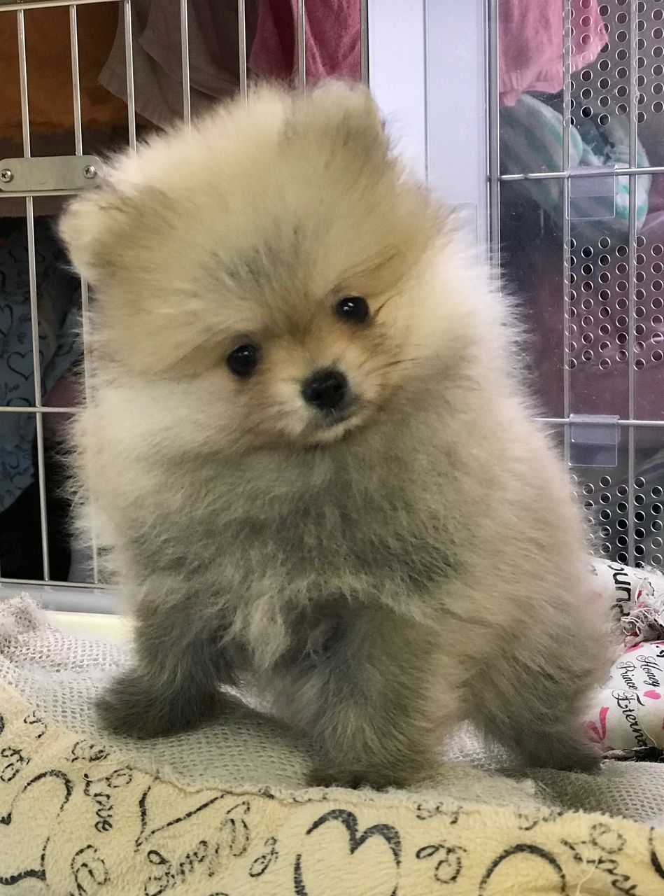 クリームのポメラニアン ペットショップ松浦のスタッフブログ