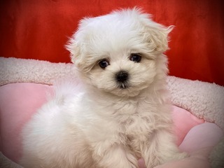 F0BB82D5-8DD2-4BFD-8CA0-F8C27AEB9007