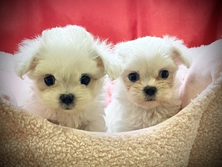 3A1A3EA0-E5F8-4461-8AC9-442D1C19C29D