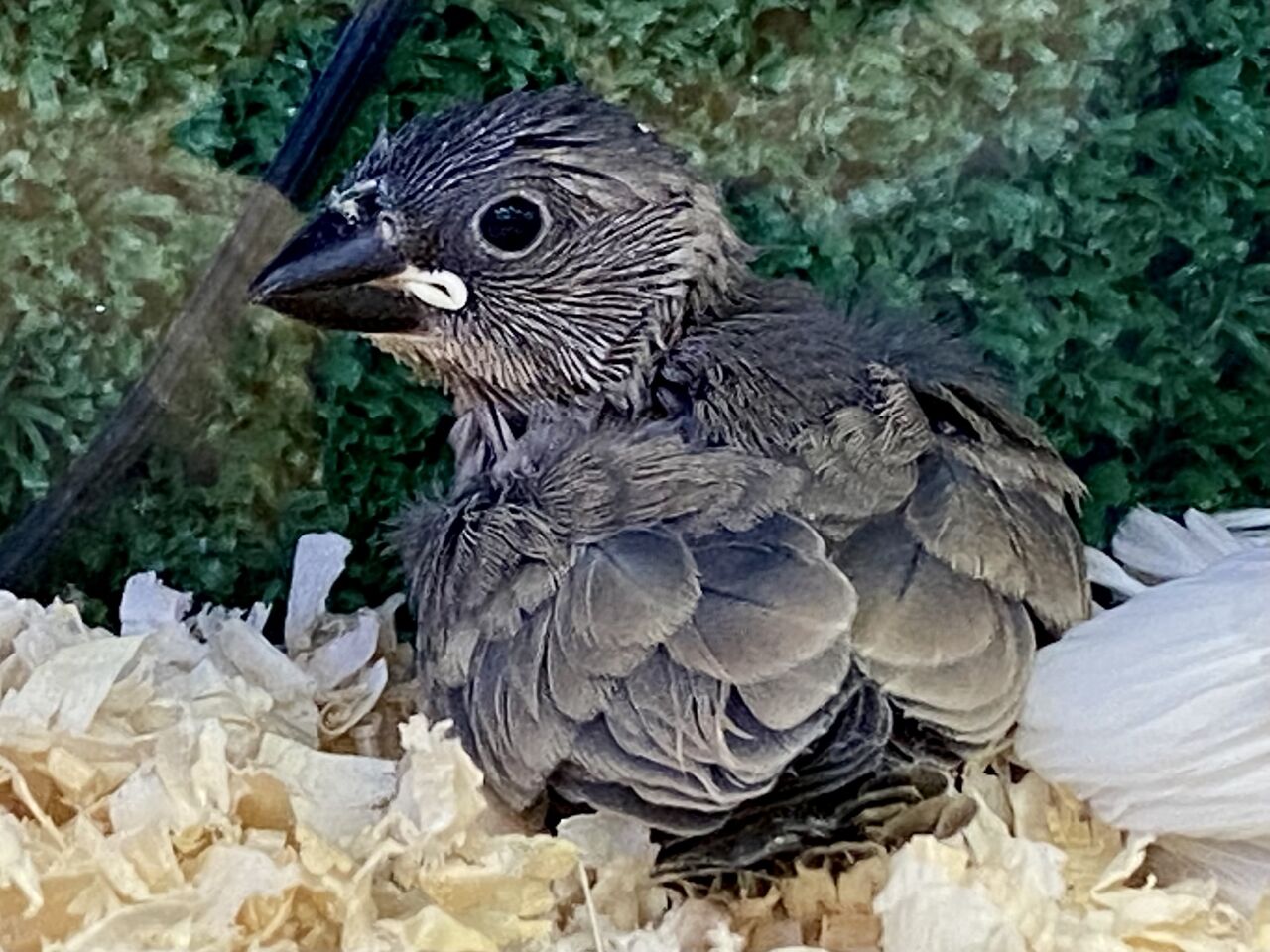 手のり白文鳥 桜文鳥 ペットショップ松浦のスタッフブログ