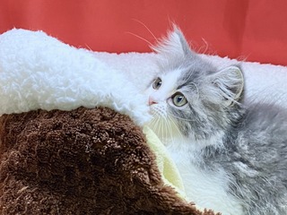 6891B56A-DA11-4F0D-B9AC-136A0B1D2E77