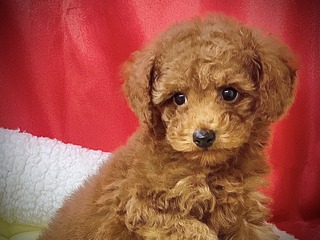 331DE08D-FE8A-41A2-8328-38C1D44AAE45