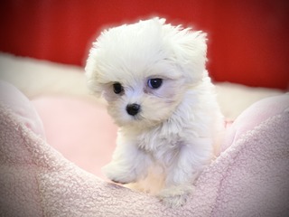 E6B7369E-3239-40CE-B886-85239E815F00