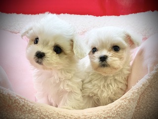 1B5646E5-8E39-4761-A128-CB9CA003E50D