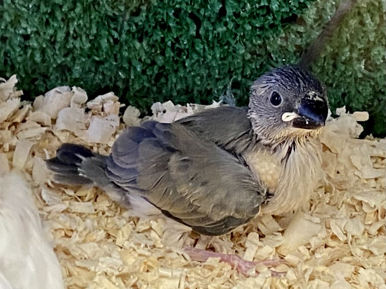 手のり白文鳥 桜文鳥 ペットショップ松浦のスタッフブログ