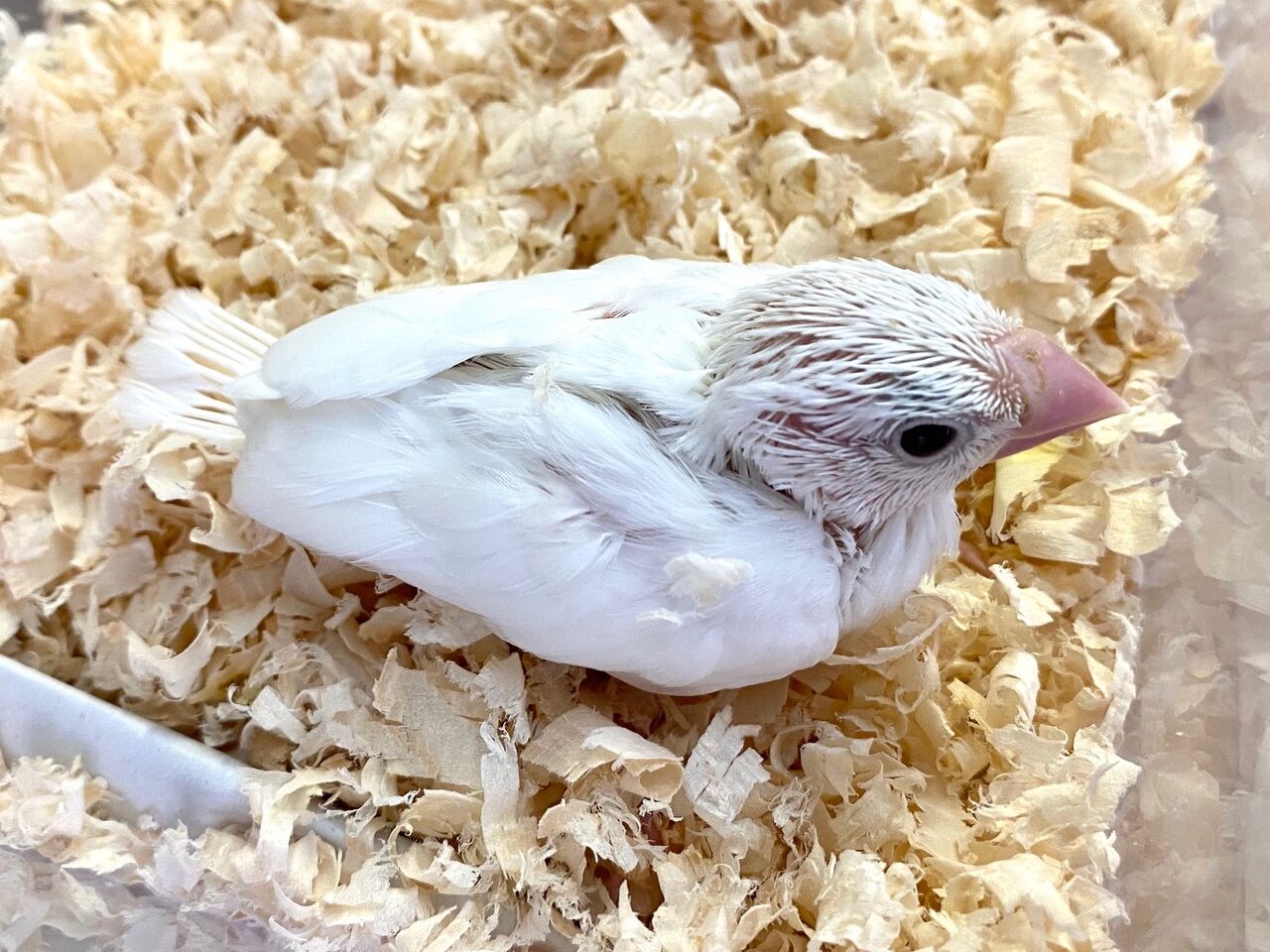 手のり白文鳥 ペットショップ松浦のスタッフブログ