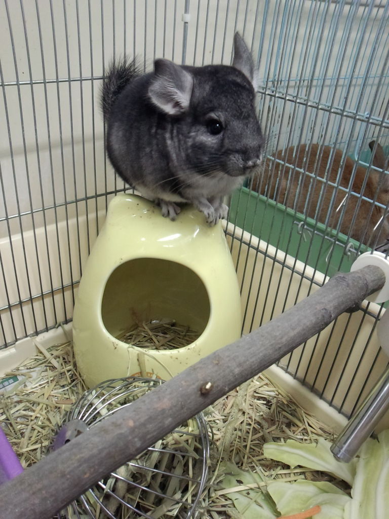 チンチラの赤ちゃん ペットショップ松浦のスタッフブログ