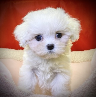 B350F7F0-C77E-4E02-BD0D-E31FECF1EB21