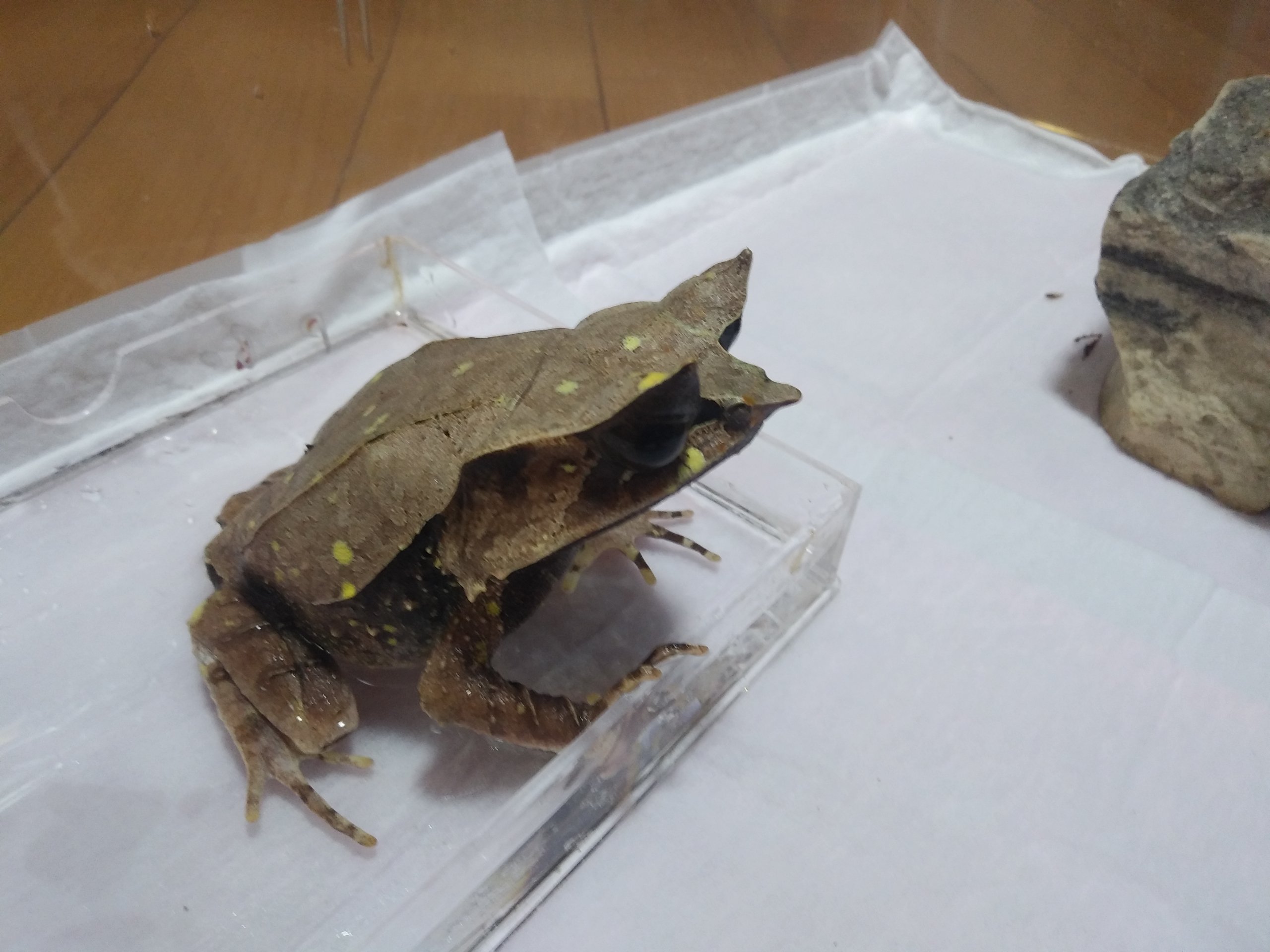 ミツヅノコノハガエル ペットショップレオンの日記 ミツヅノコノハガエル ペットショップレオンの日記
