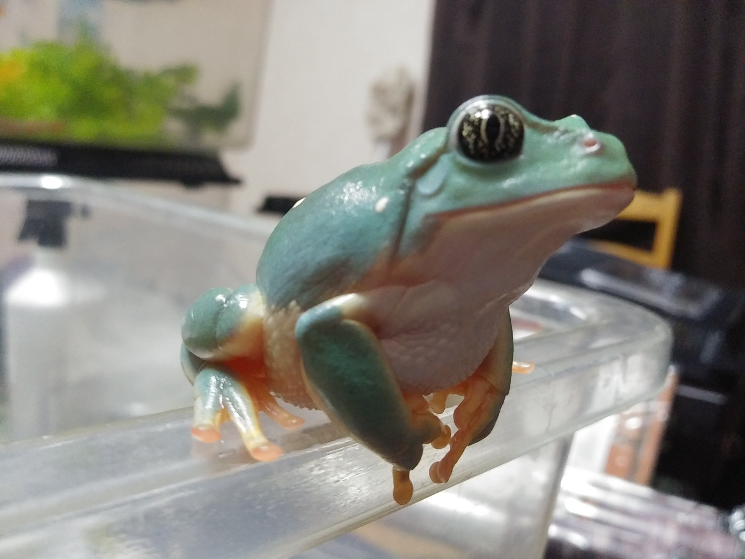 メキシコフトアマガエル ペットショップレオンの日記 メキシコフトアマガエル ペットショップレオンの日記