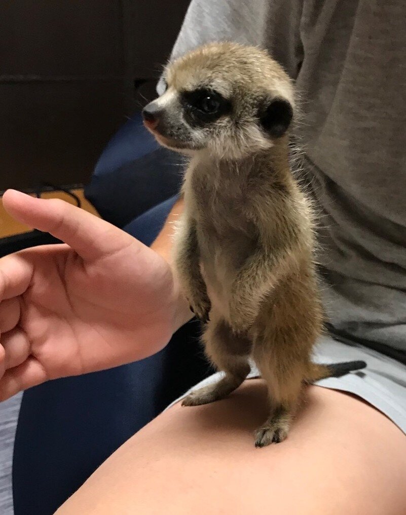 ミーアキャット赤ちゃん ペットショップレオンの日記