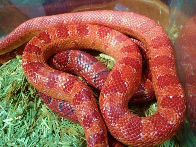 コーンスネーク ペットショップレオンの日記