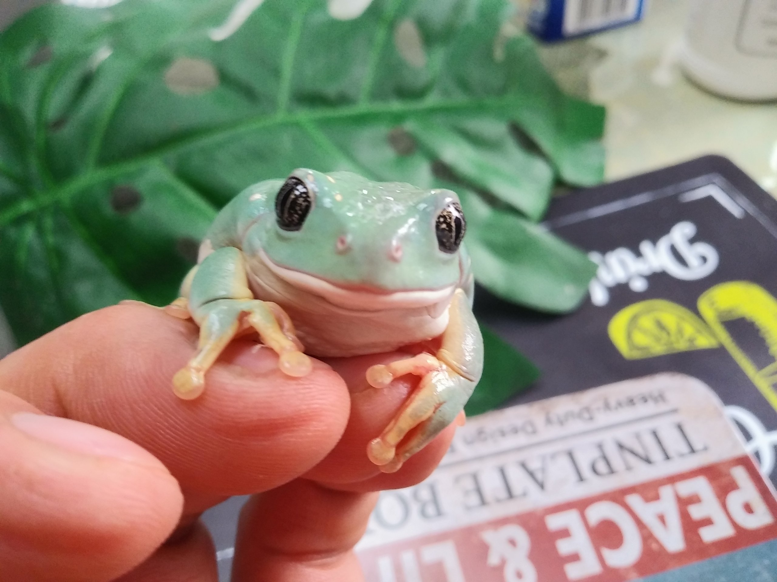 メキシコフトアマガエル ペットショップレオンの日記 メキシコフトアマガエル ペットショップレオンの日記
