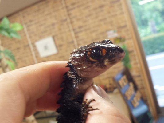 アカメカブトカゲ 状態上がっています ペットショップレオンの日記