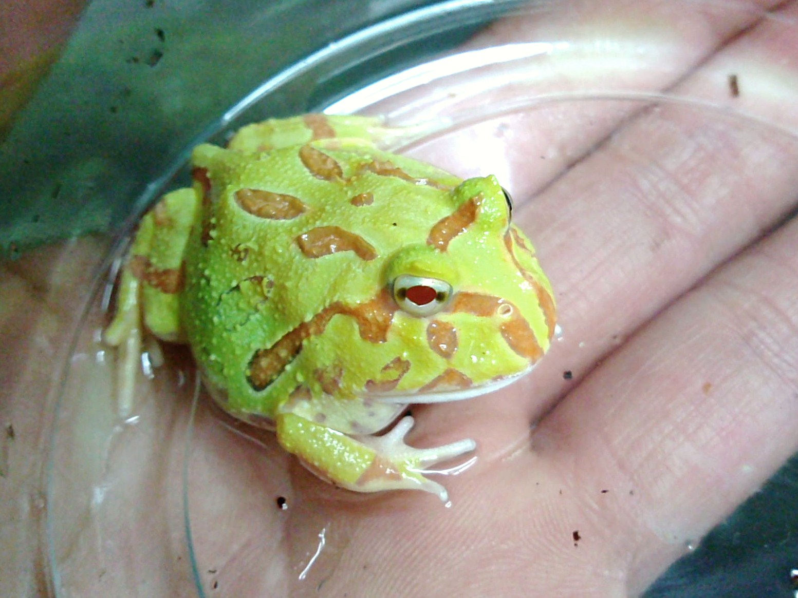 クランウエルツノガエル ライムグリーンアルビノ ペットショップレオンの日記