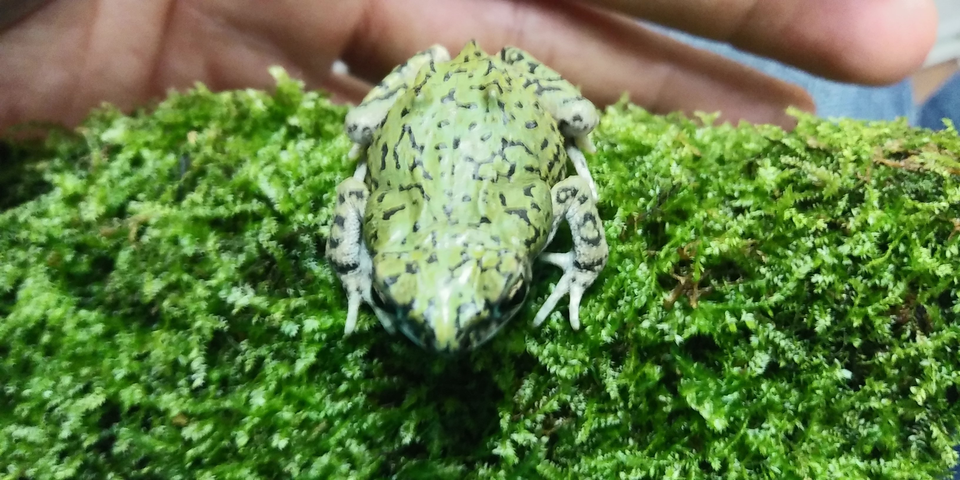 テキサスミドリヒキガエル ペットショップレオンの日記