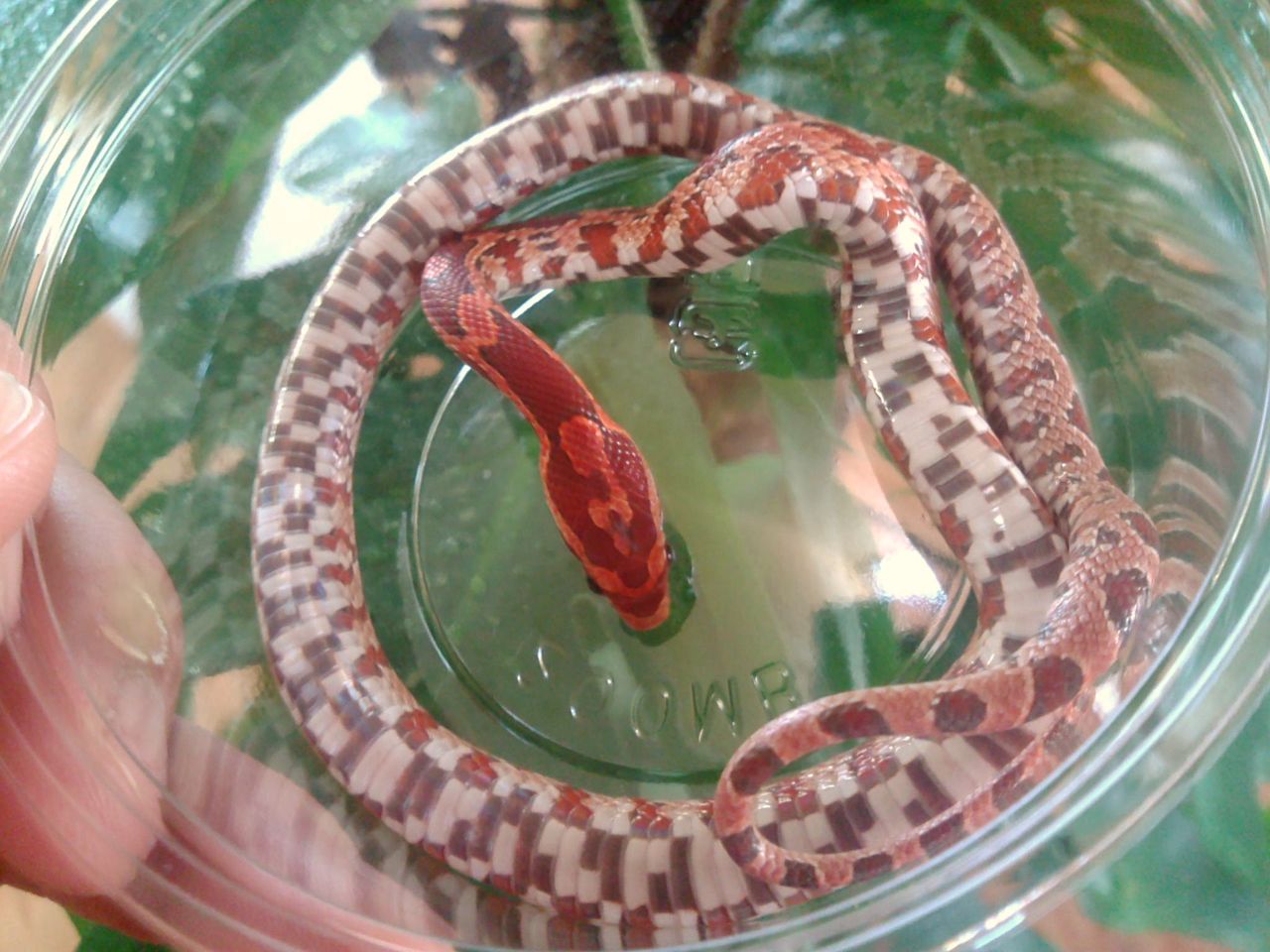 ペットショップレオンの日記