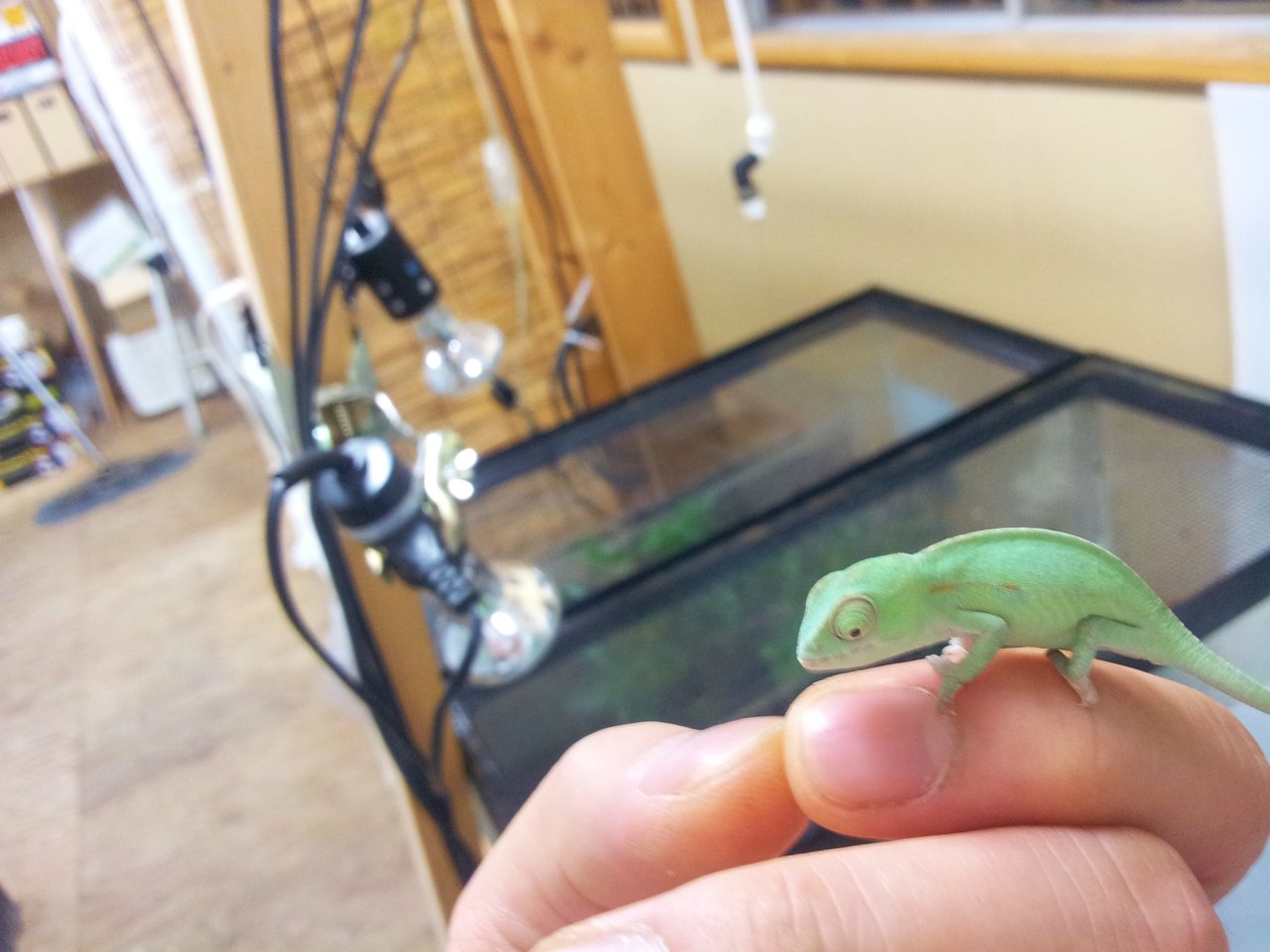 カーペットカメレオン ペットショップレオンの日記