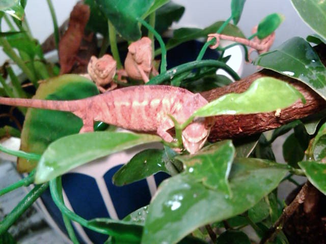 カメレオンベビーの水の飲ませ方 カメレオン飼育方法 ペットショップレオンの日記