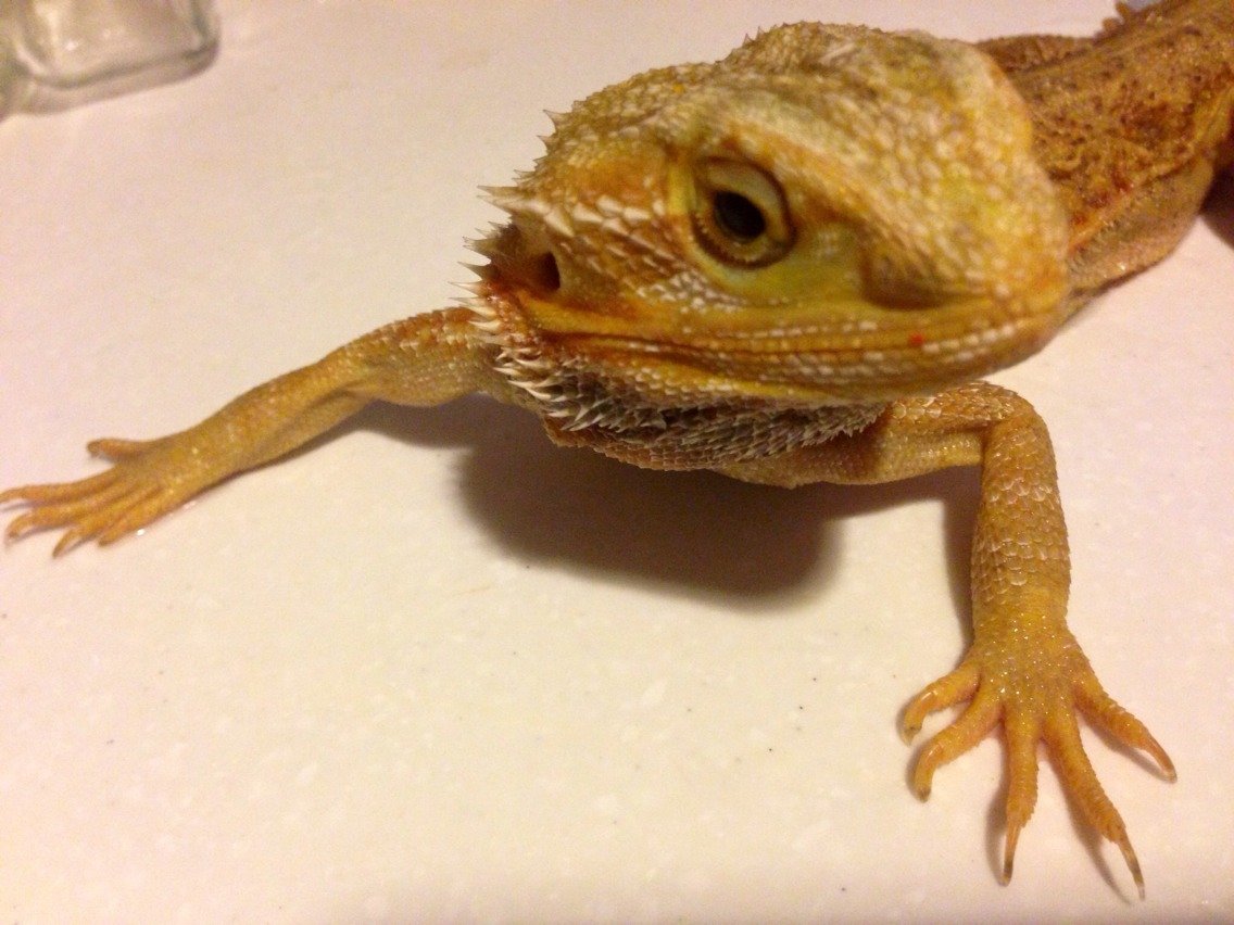 フトアゴヒゲトカゲ巾着