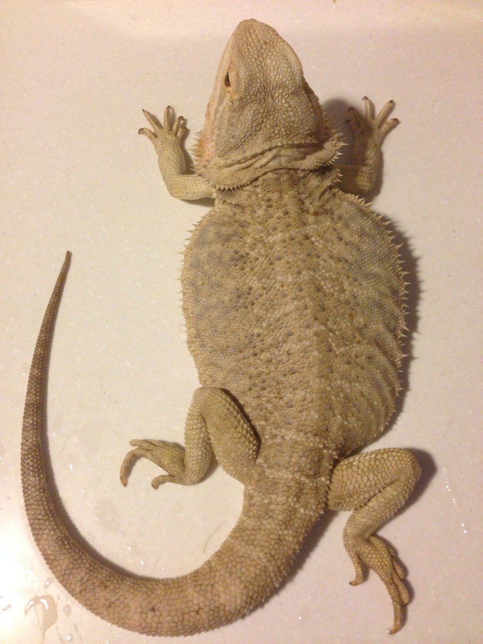 近々削除予定カメレオン試作 フトアゴン 一点物 フトアゴン