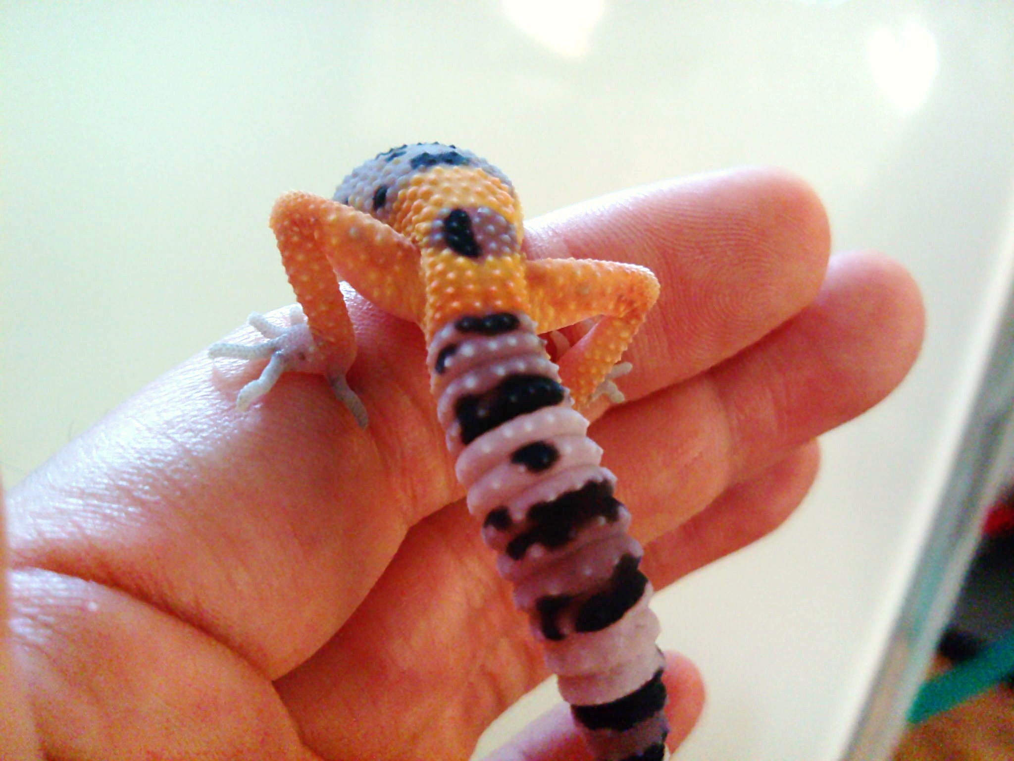 ヒョウモントカゲモドキ レオパードゲッコー ペットショップレオンの日記