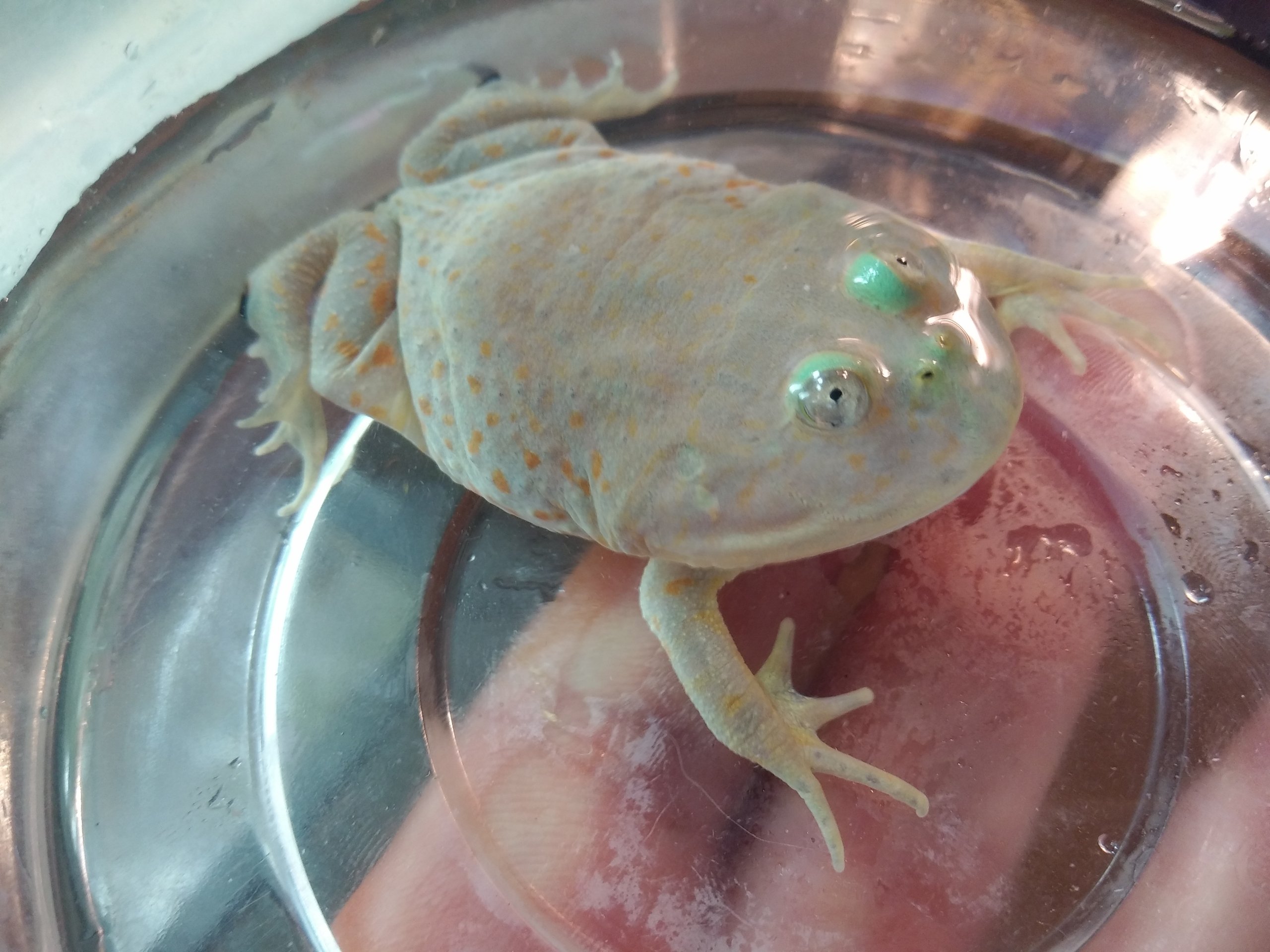 バジェット ガエル マルメタピオカガエル まるめたぴおかがえる とは ピクシブ百科事典 バジェット ガエル マルメタピオカガエル まるめたぴおかがえる とは ピクシブ百科事典