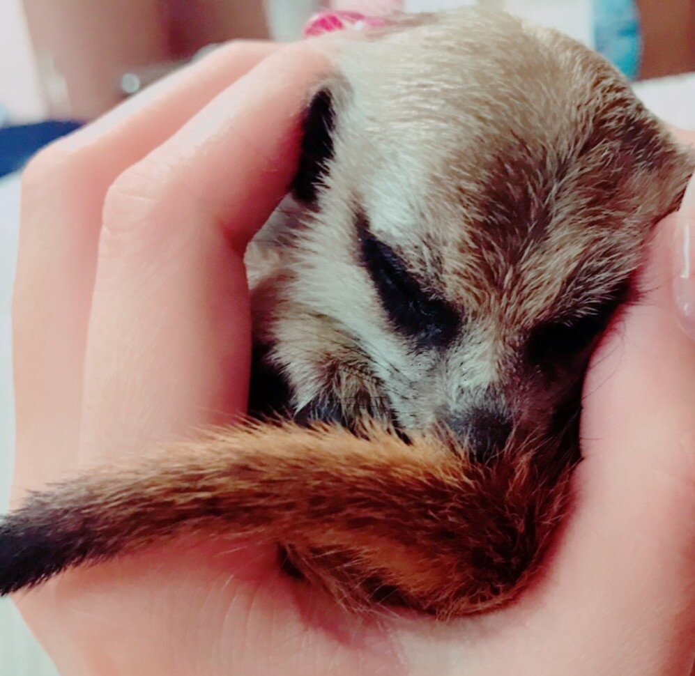 ミーアキャット　4枚 画像】自分の可愛さを分かっているミーアキャットが「完全に