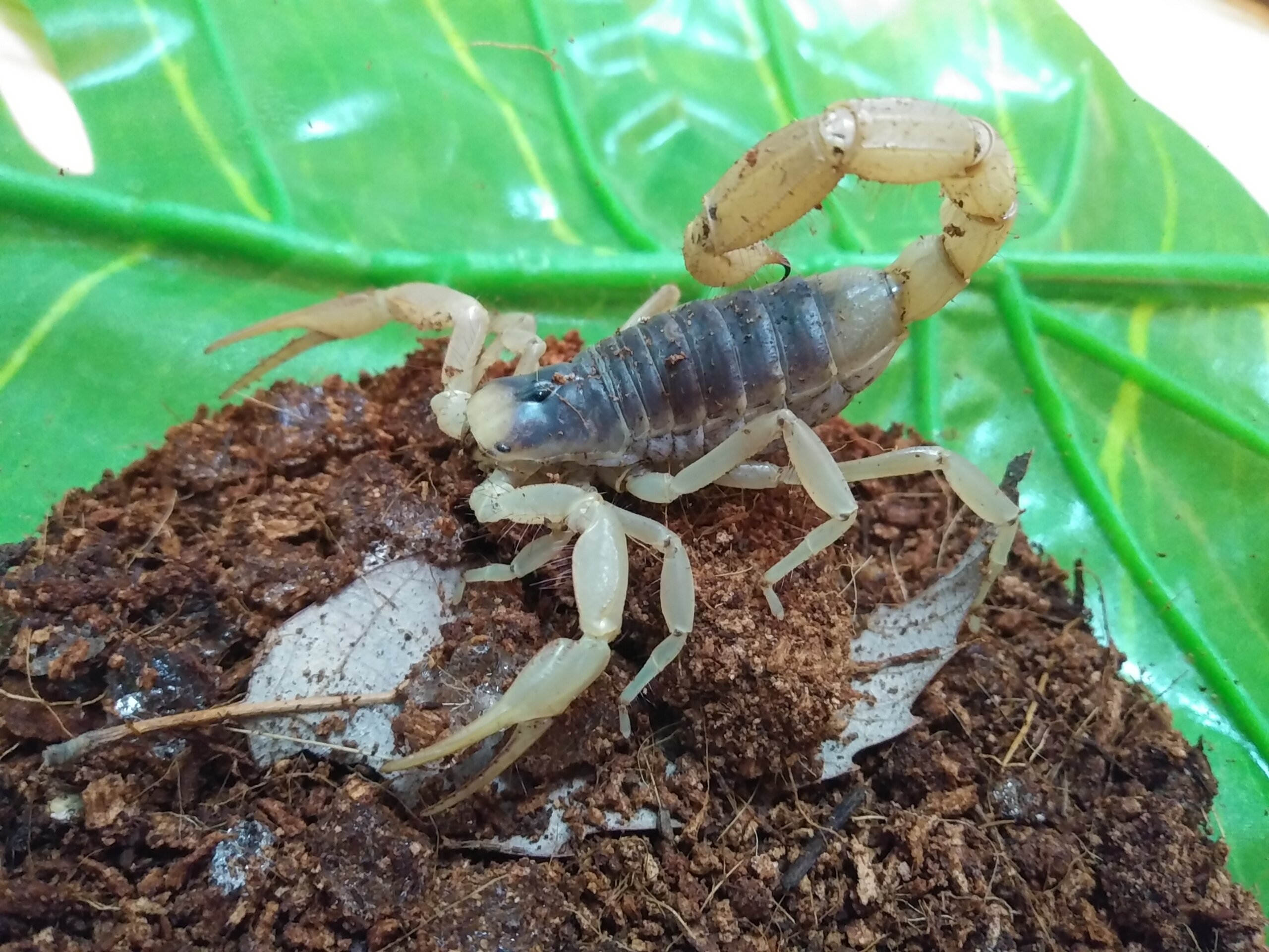 デザートヘアリースコーピオン ペットショップレオンの日記 デザートヘアリースコーピオン ペットショップレオンの日記