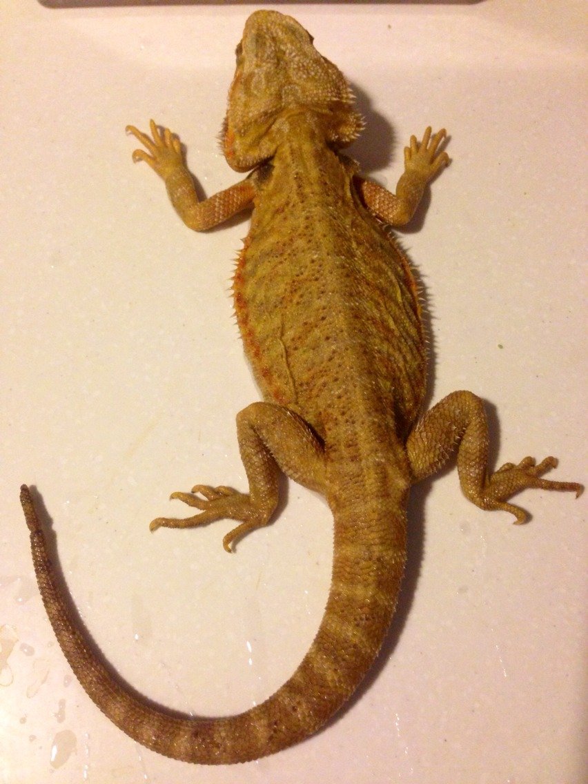 フトアゴヒゲトカゲ巾着