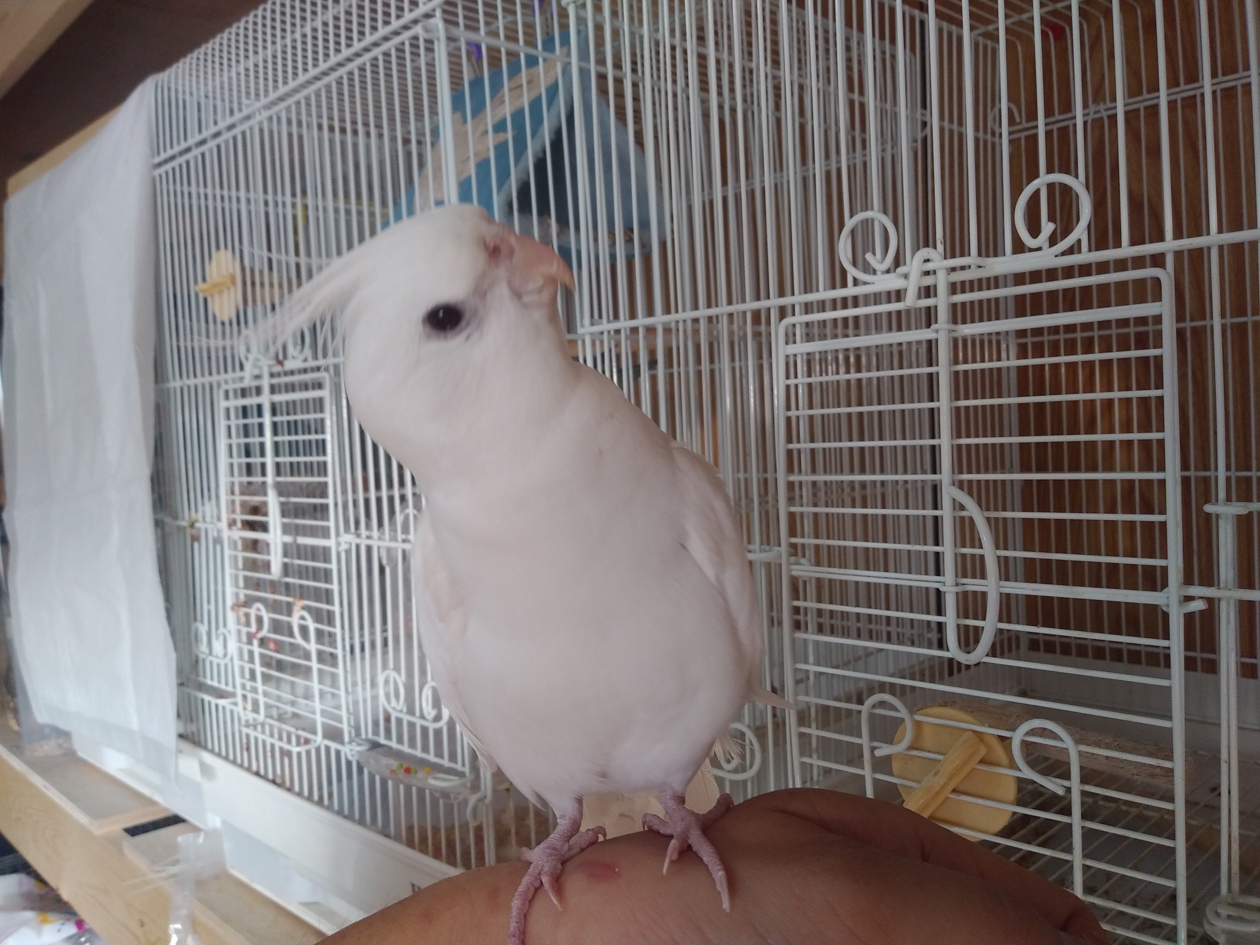 オカメインコ アルビノ が来たー ペットショップレオンの日記 オカメインコ アルビノ が来たー ペットショップレオンの日記