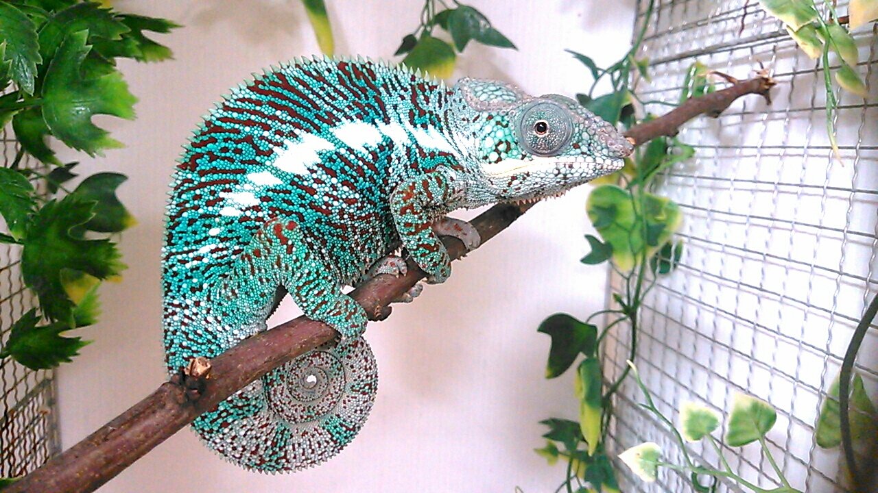 キョトン顔が可愛い ペットショップレオンの日記 キョトン顔が可愛い ペットショップレオンの日記